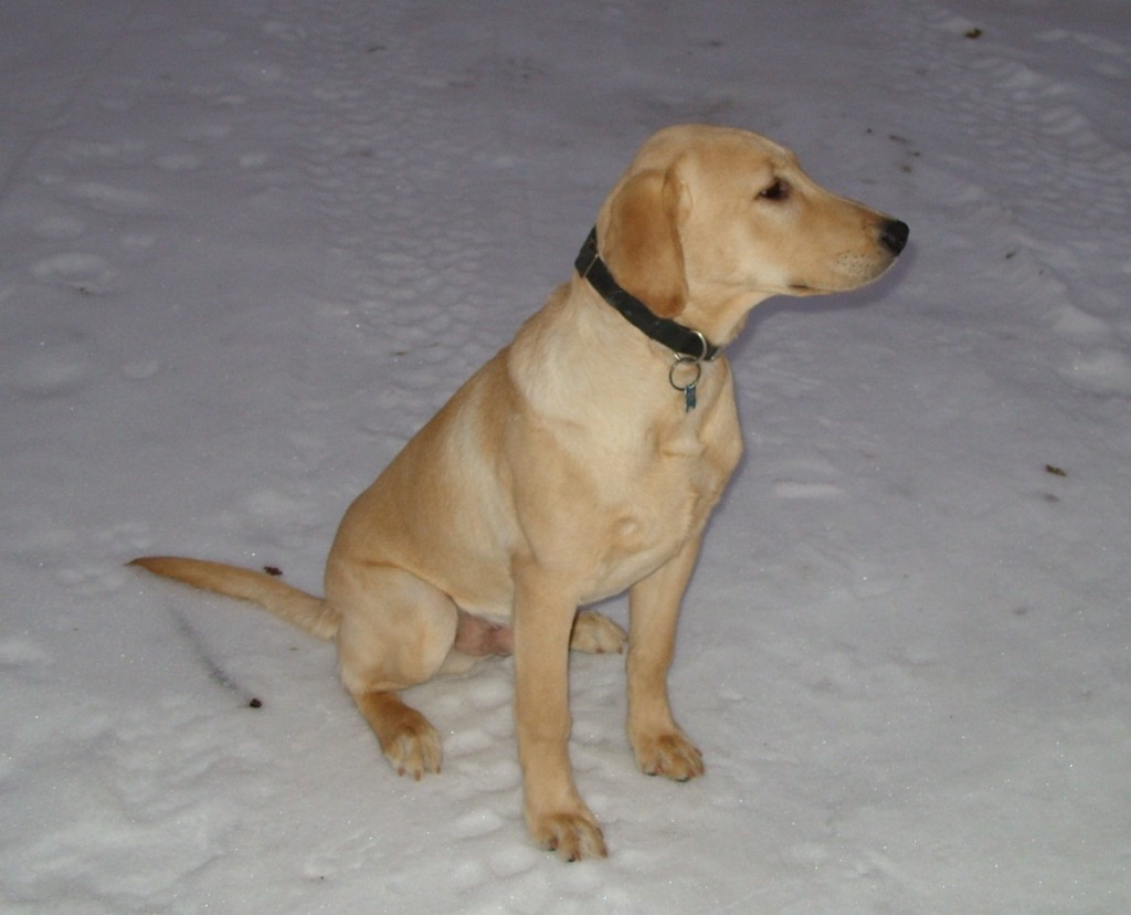 GAUGE ACHILLES OF THREE CEDARS @ 6 months and 61.3 pounds