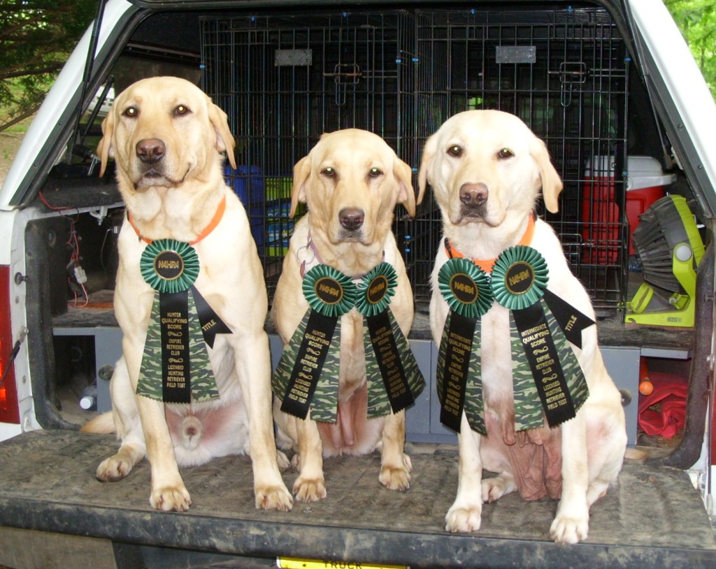 Ron is on the left with his NAHRA Hunter Title Ribbon. Middle dog is Dash and Babe is on the right.