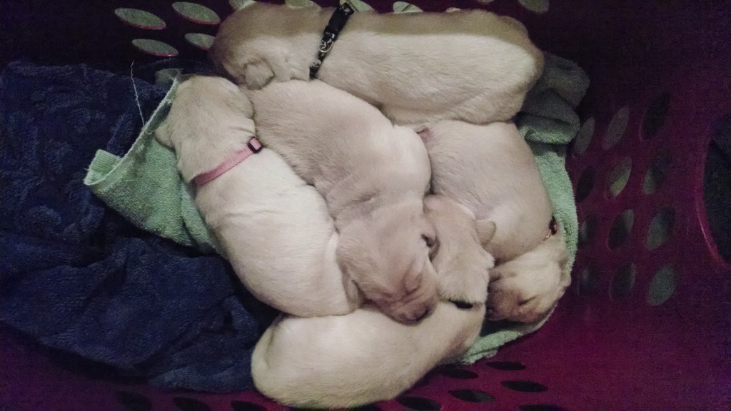5 puppies 3.28.14